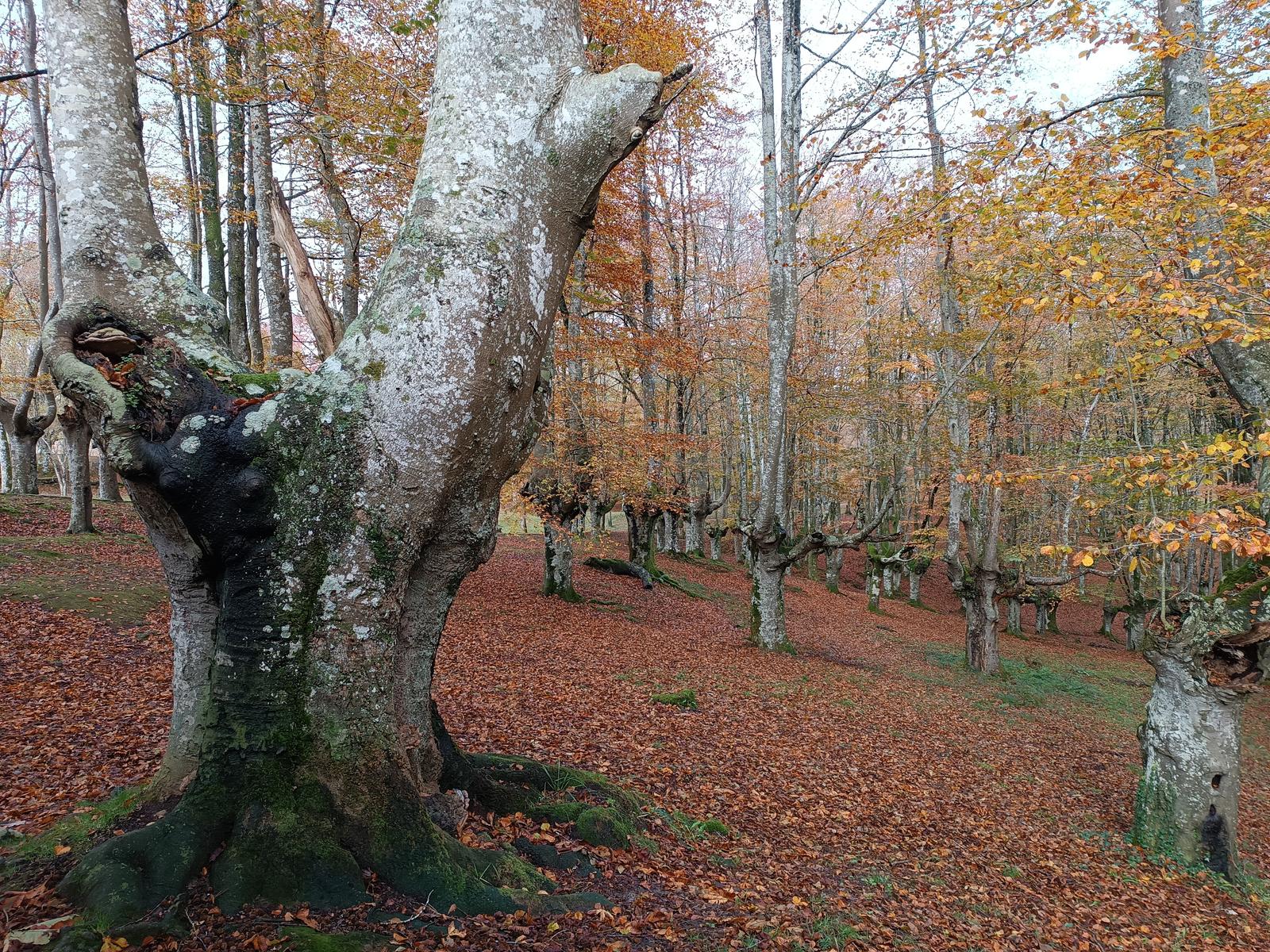 Urkiolako parke naturala